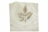 Eocene Fossil Balloon Vine (Cardiospermum) Leaf - Utah #280207-1